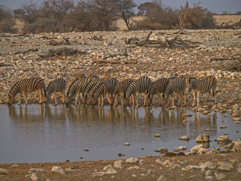 Okaukuejo, Zebra